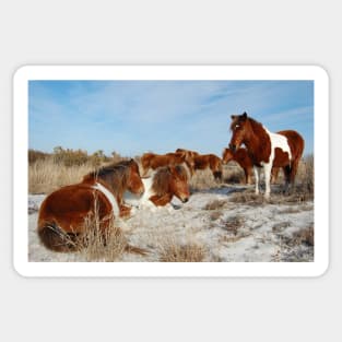 Wild horses, wildlife, gifts, painted horse, Assateague Island, Maryland Sticker